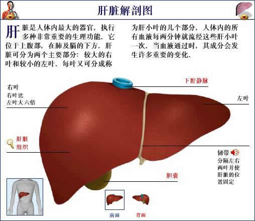 肝臟解剖圖