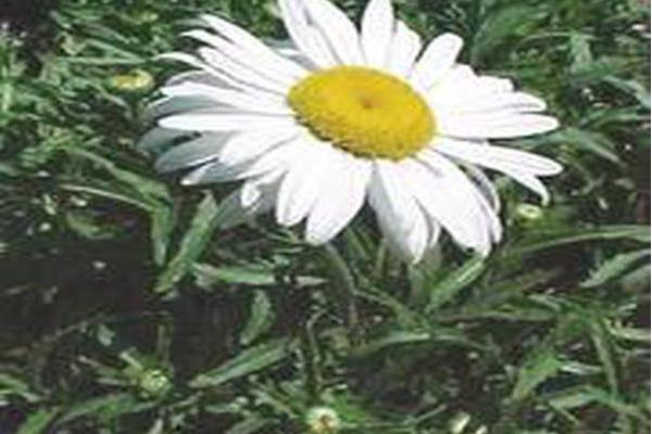 Leucanthemum × superbum \x27Switzerland\x27 Leucanthemum × superbum \x27Switzerland\x27