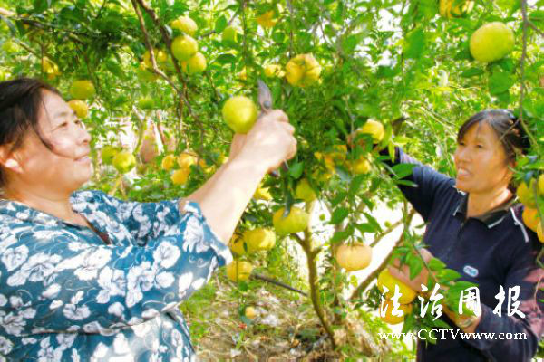 張灘鎮柑橘產業年產值超過150萬元