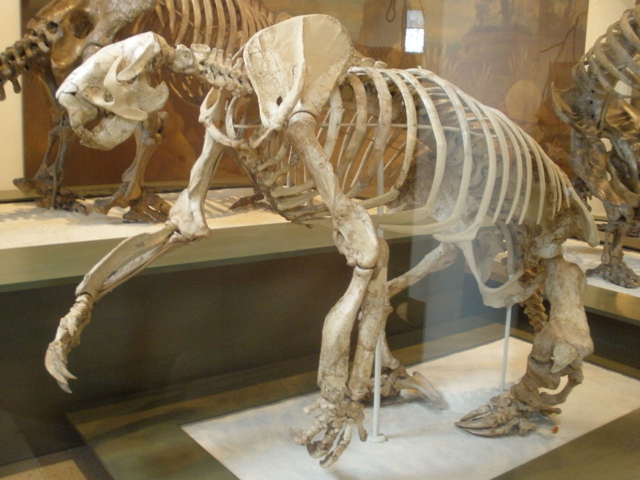 巨爪地懶骨骼化石