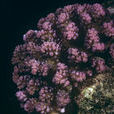 達娜厄杯形珊瑚