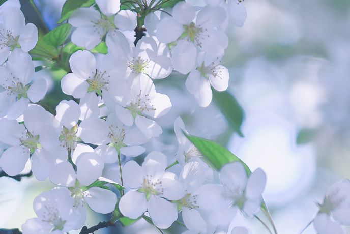 樟棠花 樟棠花