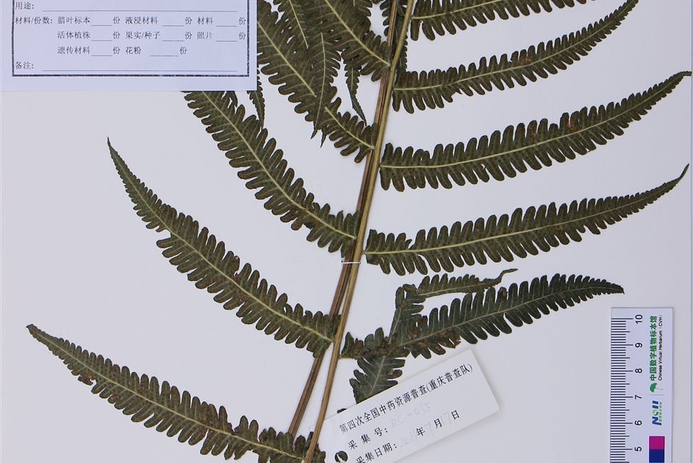 對羽毛蕨 對羽毛蕨