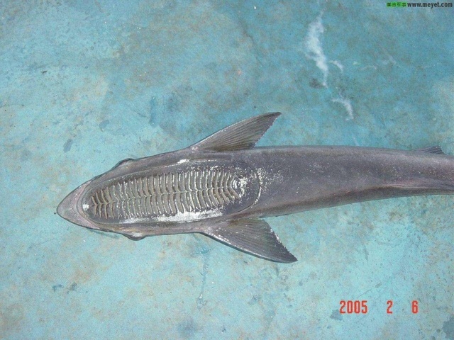 印頭魚(海洋魚類)