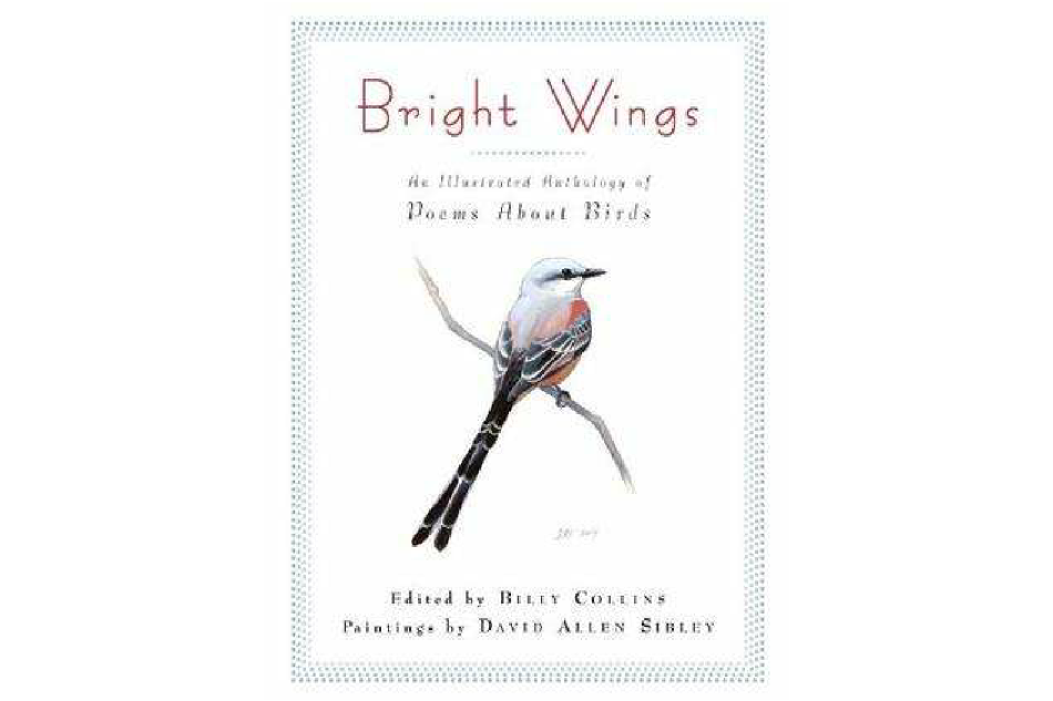 Bright Wings Bright Wings