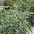 突厥益母草 突厥益母草