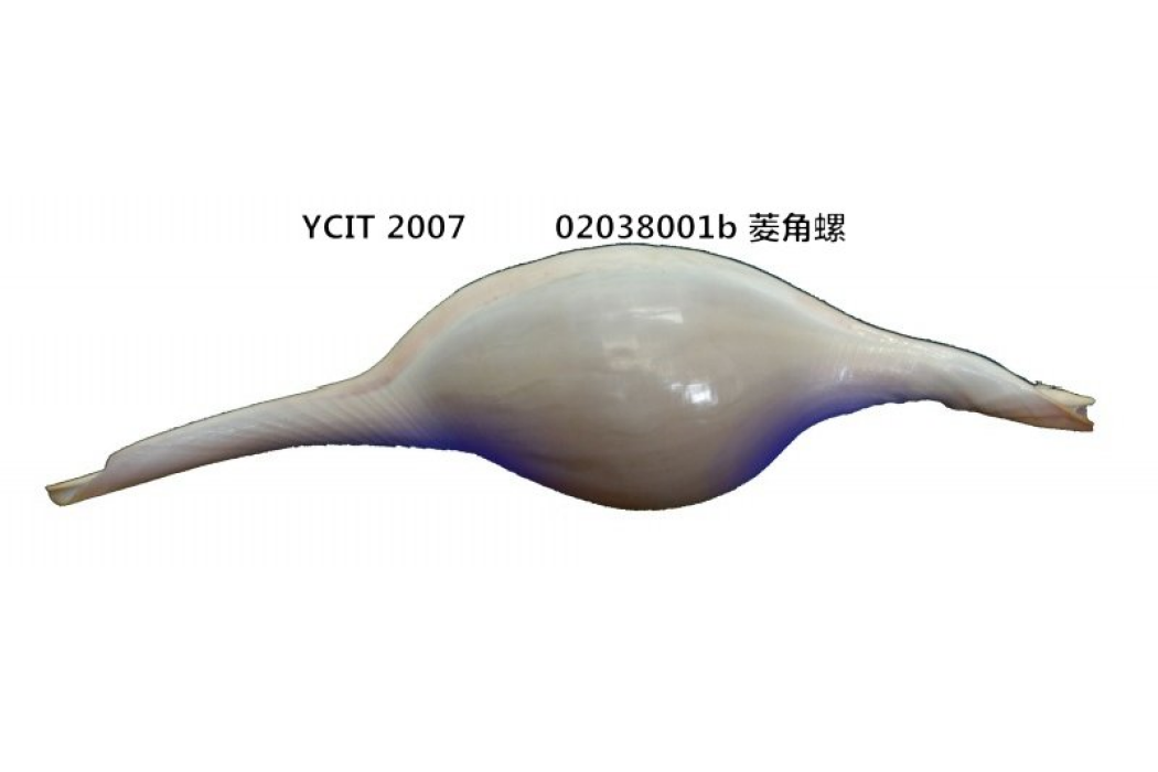 玫瑰菱角螺(玫瑰履螺) 玫瑰菱角螺(玫瑰履螺)