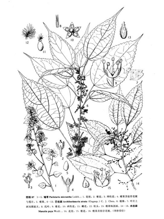 舌柱麻(震葉紫麻) 舌柱麻(震葉紫麻)