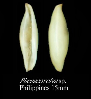 菲律賓菱角螺