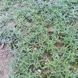 百花蛇舌草 百花蛇舌草