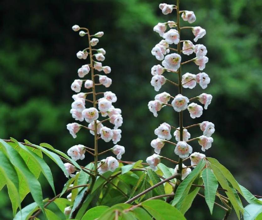 伯樂樹屬 伯樂樹屬
