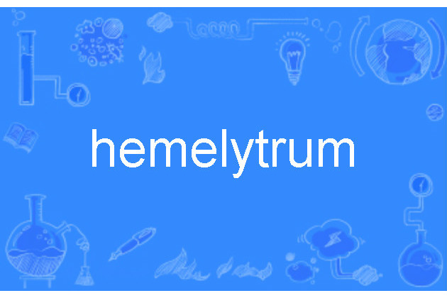 hemelytrum hemelytrum