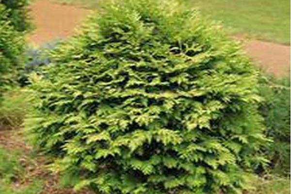 Thuja occidentalis \x27Wareana Lutescens\x27