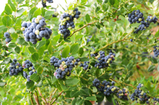 青島藍莓生物科技有限公司