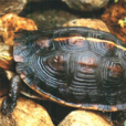 黃緣閉殼龜(金頭龜)