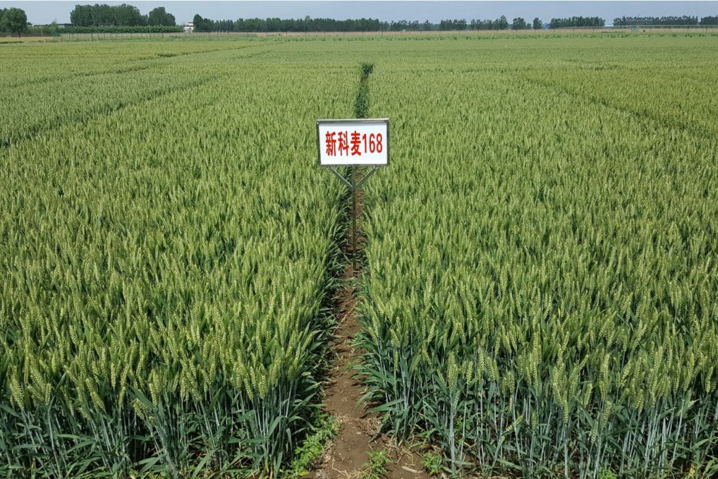 新科麥168 新科麥168