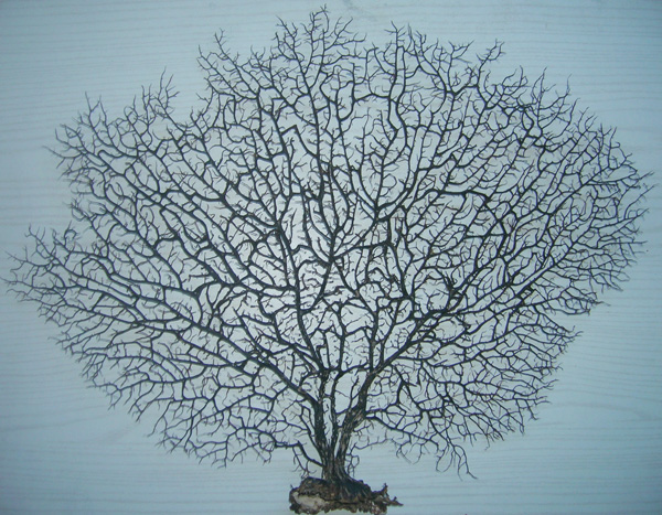 海鐵樹