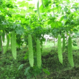 閩研3號 閩研3號