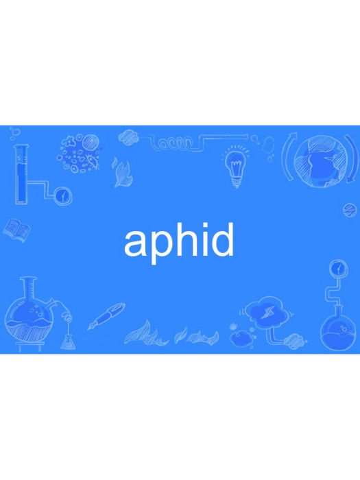 aphid aphid