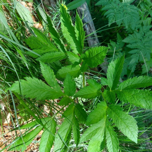 Physospermum verticillatum