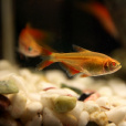 紅十字魚 紅十字魚