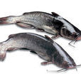 潛魚 潛魚