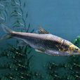 短連鰭唇魚 短連鰭唇魚