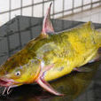 黃刺魚
