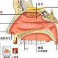 鼻炎症 鼻炎症