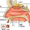鼻炎症