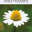 Wild Flowers Wild Flowers