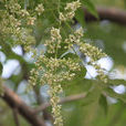 香椿花 香椿花