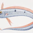 皇帶魚(地震魚)