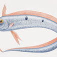 皇帶魚 皇帶魚