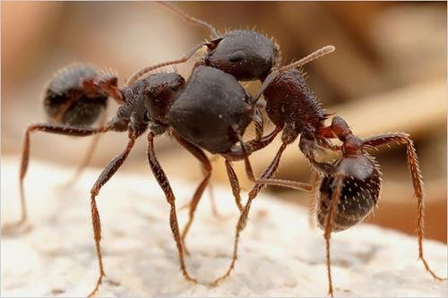 蜜蟻