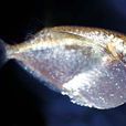 巨斧燕子(大胸斧魚) 巨斧燕子(大胸斧魚)