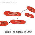蛙紅細胞