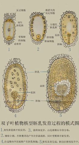 核型胚乳