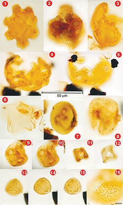 菲氏花粉屬的花粉顯微照，以 788x 倍率拍攝
