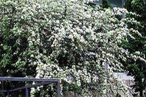 Crataegus crus-galli Crataegus crus-galli