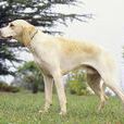 比利獵犬 比利獵犬
