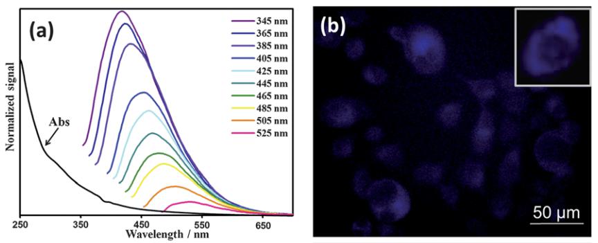 Hus 製備碳點的PL 光譜及在紫外光下對MCF-7 細胞成像
