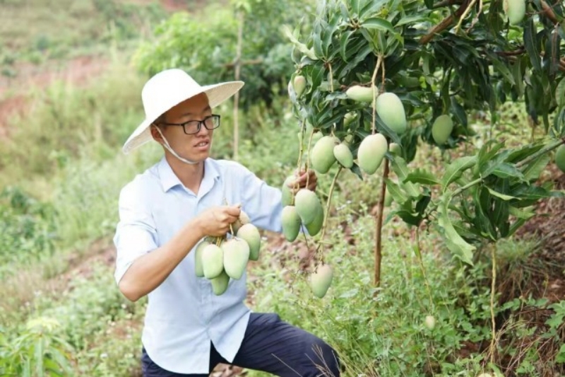 楊起鴻 楊起鴻