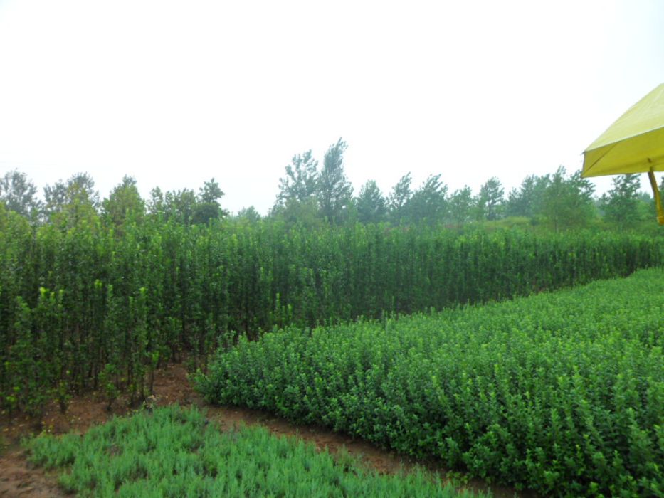 尾穗苔草 尾穗苔草
