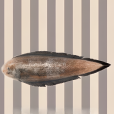 黑鰓舌鰨