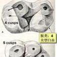 原猴類 原猴類