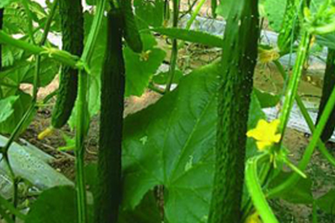 中廈6號(豐田6號) 中廈6號(豐田6號)