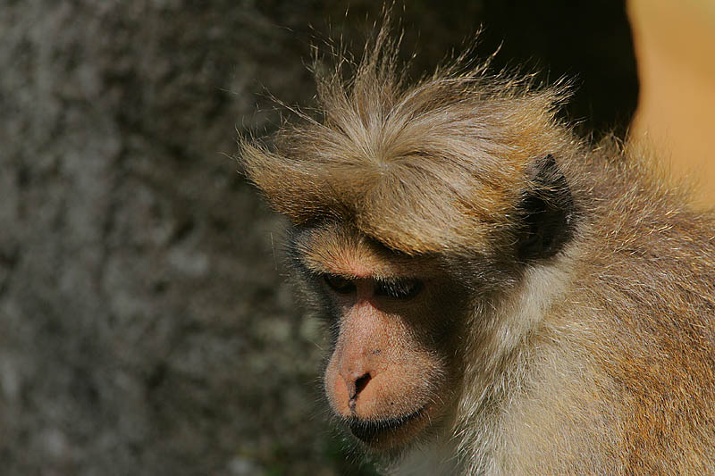 斯里蘭卡獼猴高地亞種