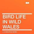 Bird Life in Wild Wales(Walpole-Bond, J. A著圖書) Bird Life in Wild Wales(Walpole-Bond, J. A著圖書)