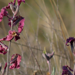 Matthiola fruticulosa
